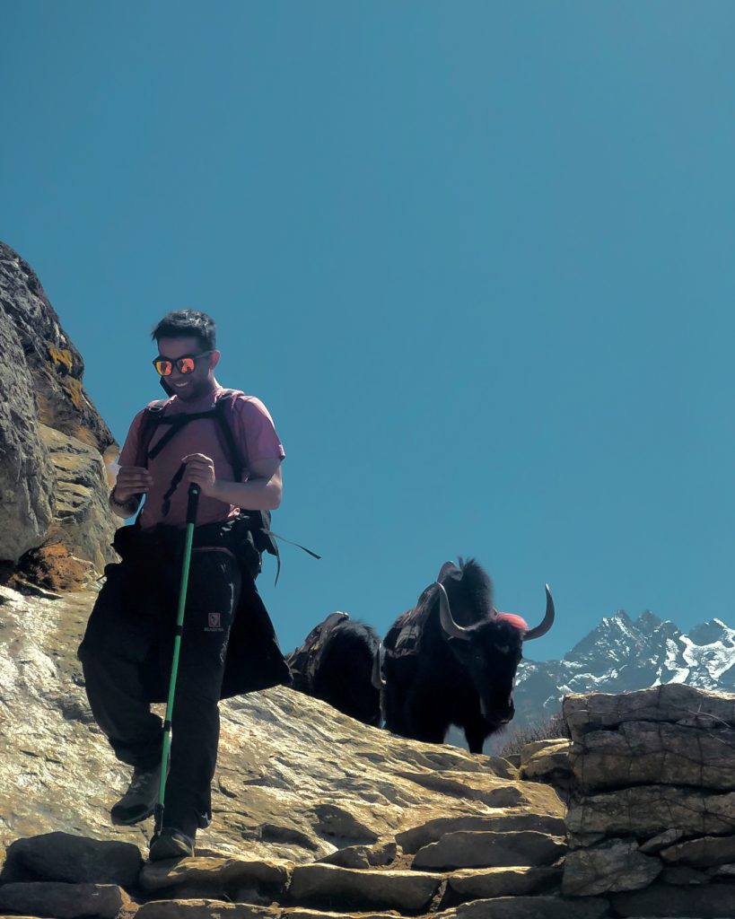 Sameer walking down a hill with yak's following behind.