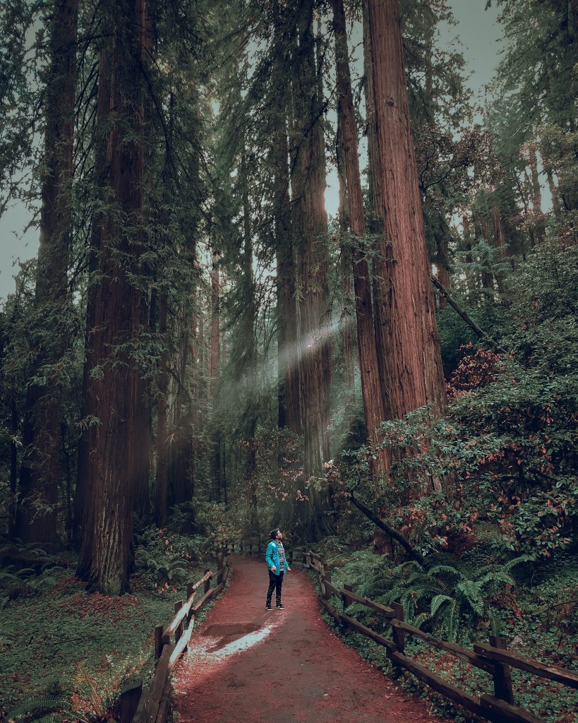 Sameer standing in the Redwood forrest.